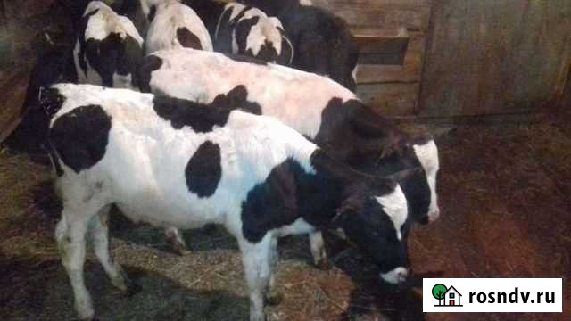 Телята бычки Кущевская - изображение 1