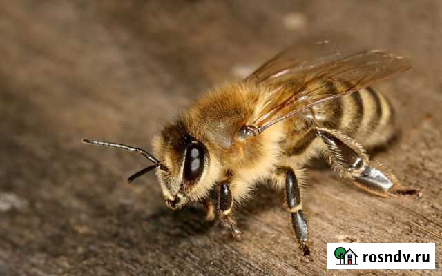 Пчелопакеты Красноярск - изображение 1