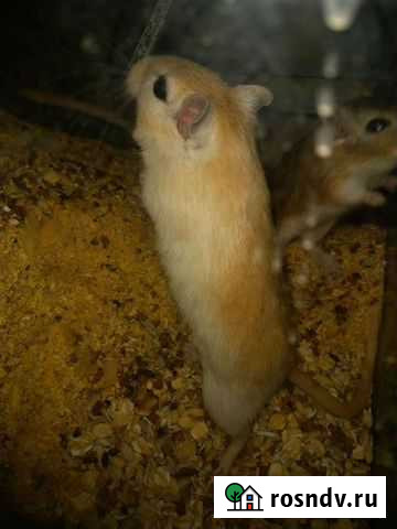 Песчанка Кемерово - изображение 1