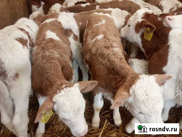 Продажа телят опт и розница Калач - изображение 1