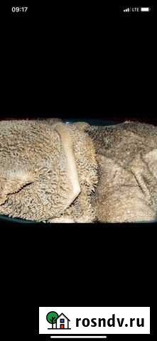 Мясо для собак И кошек.натуральный,кормкрым Симферополь - изображение 1