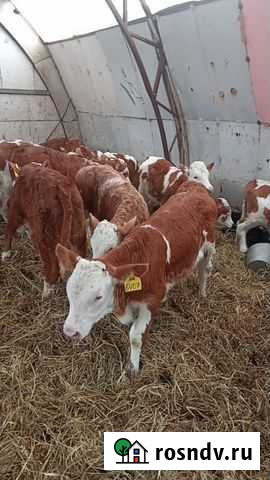 Телята бычки и телочки сименталы Тугулым - изображение 1