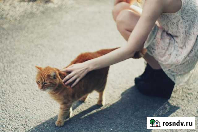 Передержка Новосибирск - изображение 1