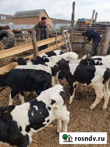 Телята бычки Морозовск - изображение 1