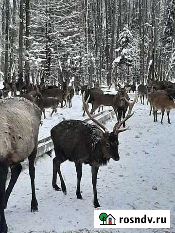 Пятнистый олень,европейская лань,маралы,благородны Речицы - изображение 1