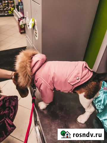 Одежда для собаки Дзержинск - изображение 1