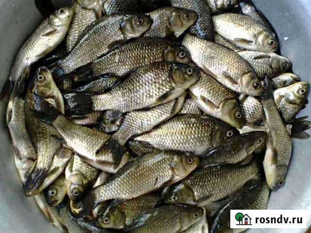 Живец Пермь - изображение 1