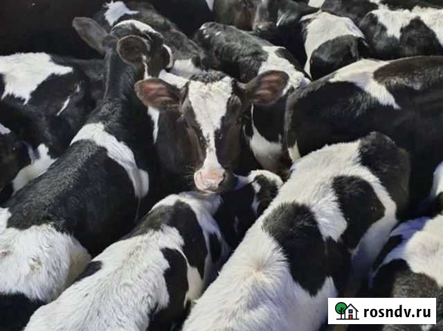 Бычки телята Малая Сердоба - изображение 1