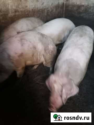 Поросенок ландрас Новошахтинск - изображение 1