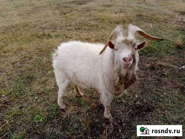 Козел на племя Тюмень - изображение 1