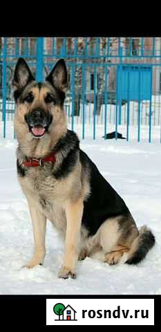 Выгул собак Прибельский - изображение 1