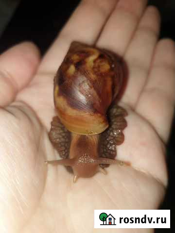 Улитки ахатины Санкт-Петербург - изображение 1