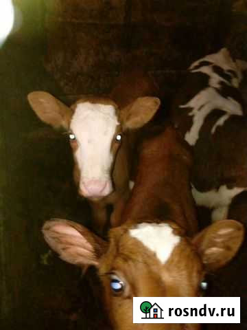 Домашние телочки Канск - изображение 1