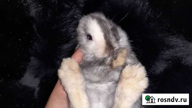 Декоративные мини кролики Москва - изображение 1
