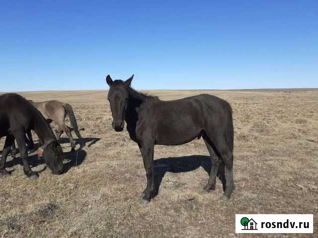 Лошадь Баймак - изображение 1