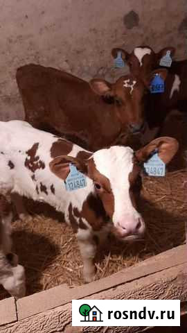 Телята Петропавловка - изображение 1