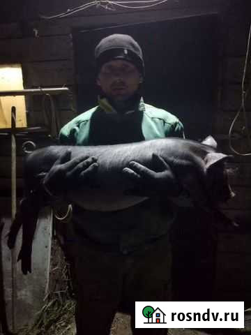 Поросята породы венгерская мангалица, кармал Нижний Новгород - изображение 1