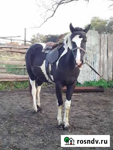 Лошадь Райчихинск - изображение 1