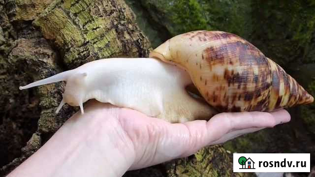 Улитка ахатина Иваново - изображение 1