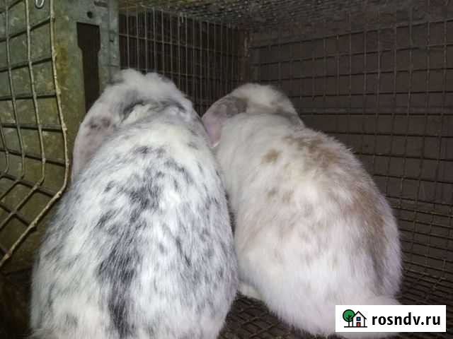 Кролик баран Кишпек - изображение 1