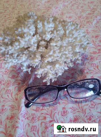 Каралл белый Королев - изображение 1