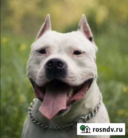 Купировка ушей Ростов-на-Дону - изображение 1
