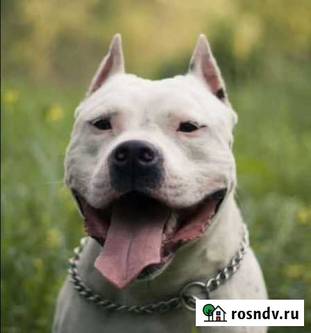 Купировка ушей Ростов-на-Дону - изображение 1