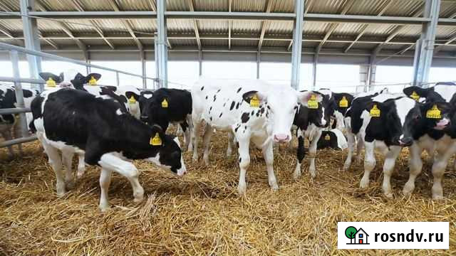 Телята из домашнего подворья породы мясные Доброе - изображение 1