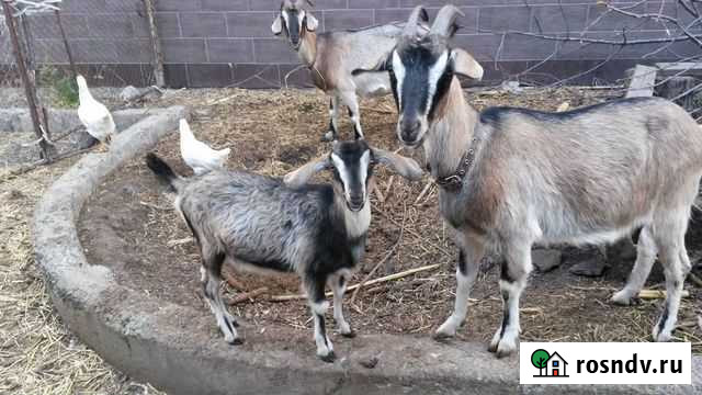 Козочка заано-нубийские Белгород - изображение 1