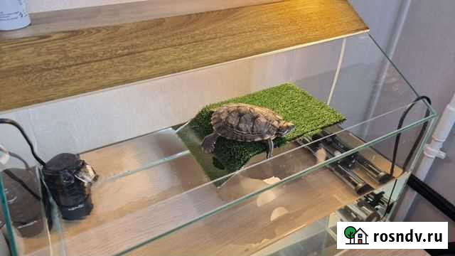 Экзотические животные Ростов-на-Дону - изображение 1