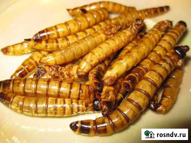 Экстремальная кухня в Саратове. Шоу Саратов - изображение 1