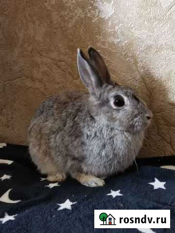 Декоративный кролик Балашов - изображение 1