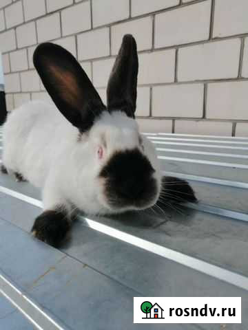 Калифорнийские кролики Брянск - изображение 1