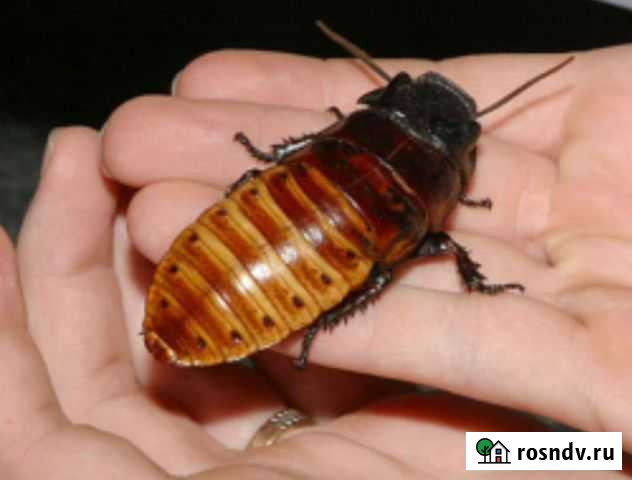 Мадагаскарские тараканы (шипящие) Владимир - изображение 1