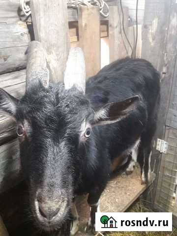 Козел альпийский Лысьва - изображение 1