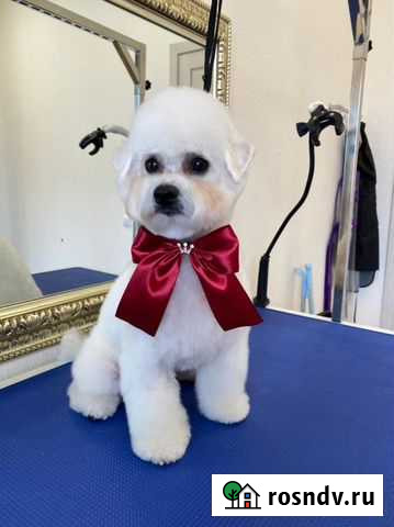 Стрижка кошек и собак Красноярск - изображение 1