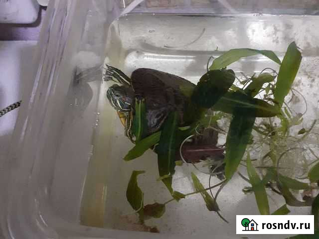 Красноухая черепаха Волгоград - изображение 1