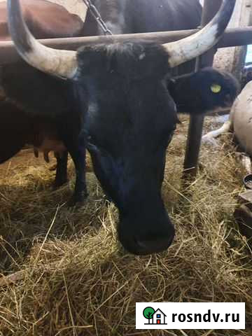 Коровы дойные молочные Мга - изображение 1