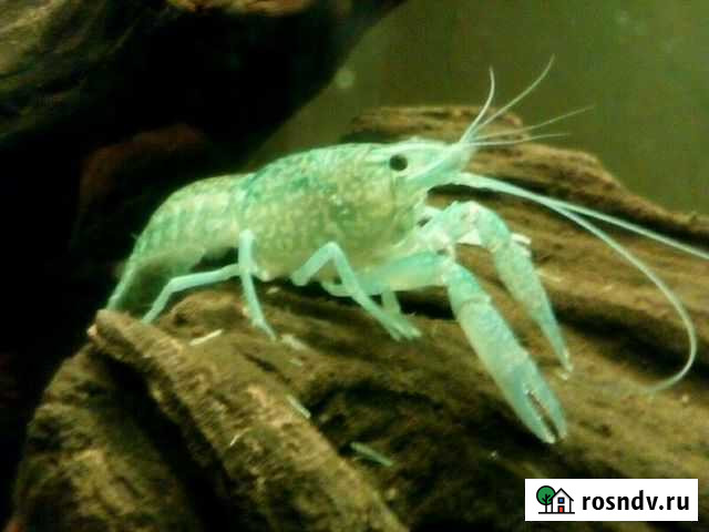 Мраморный рак Новороссийск - изображение 1