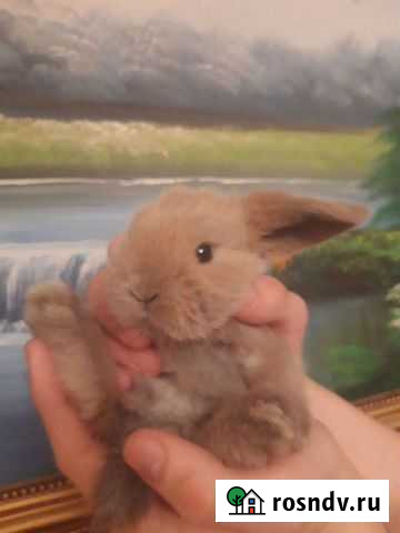 Вислоухие крольчата на бронирование Новосибирск - изображение 1