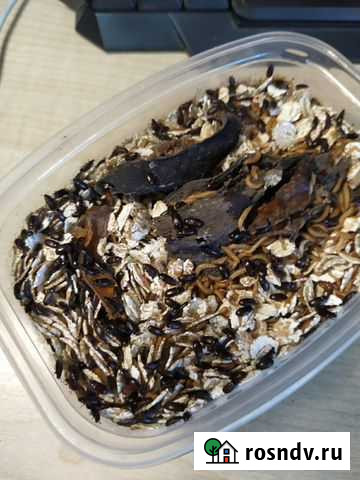 Жук знахарь Вологда - изображение 1