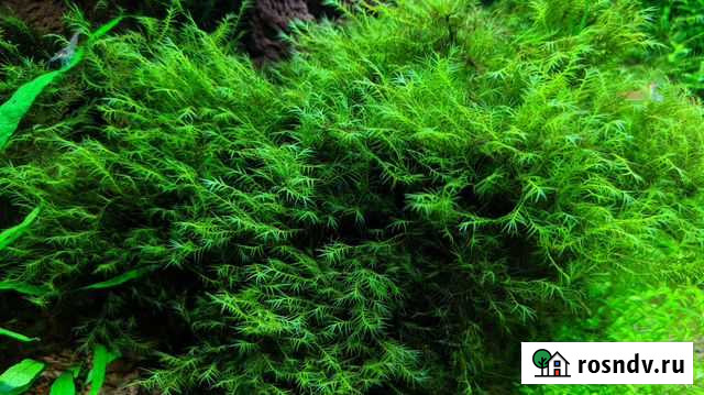 Мох.Феникс.Пламя Озерск - изображение 1