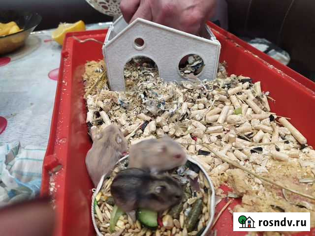 Джунгарский хомяк Мурманск - изображение 1