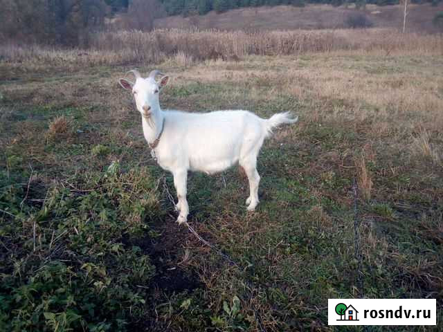 Продам козу Моршанск - изображение 1
