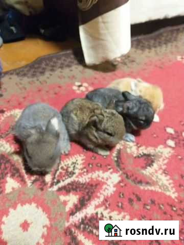 Декоративные кролики Канск - изображение 1