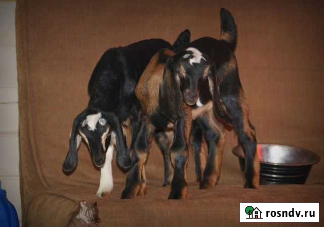 Козлята нубийские и битало нубийский козлик Волосово - изображение 1