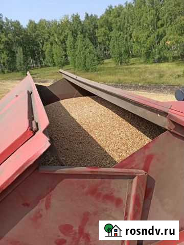 Зерно пшеница Еткуль - изображение 1