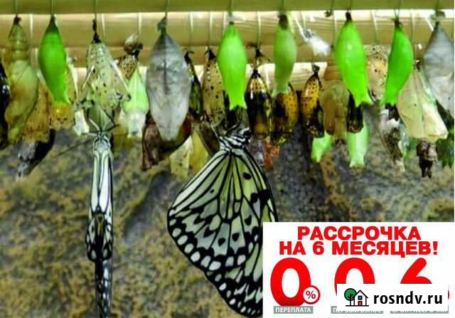 Высоко рентабельный бизнес ферма Живых Бабочек Pro Улан-Удэ - изображение 1