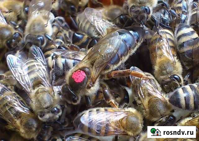 Матки Арзамас - изображение 1