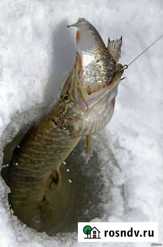 Живец карась Старая Купавна - изображение 1